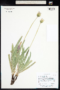 Agoseris glauca image