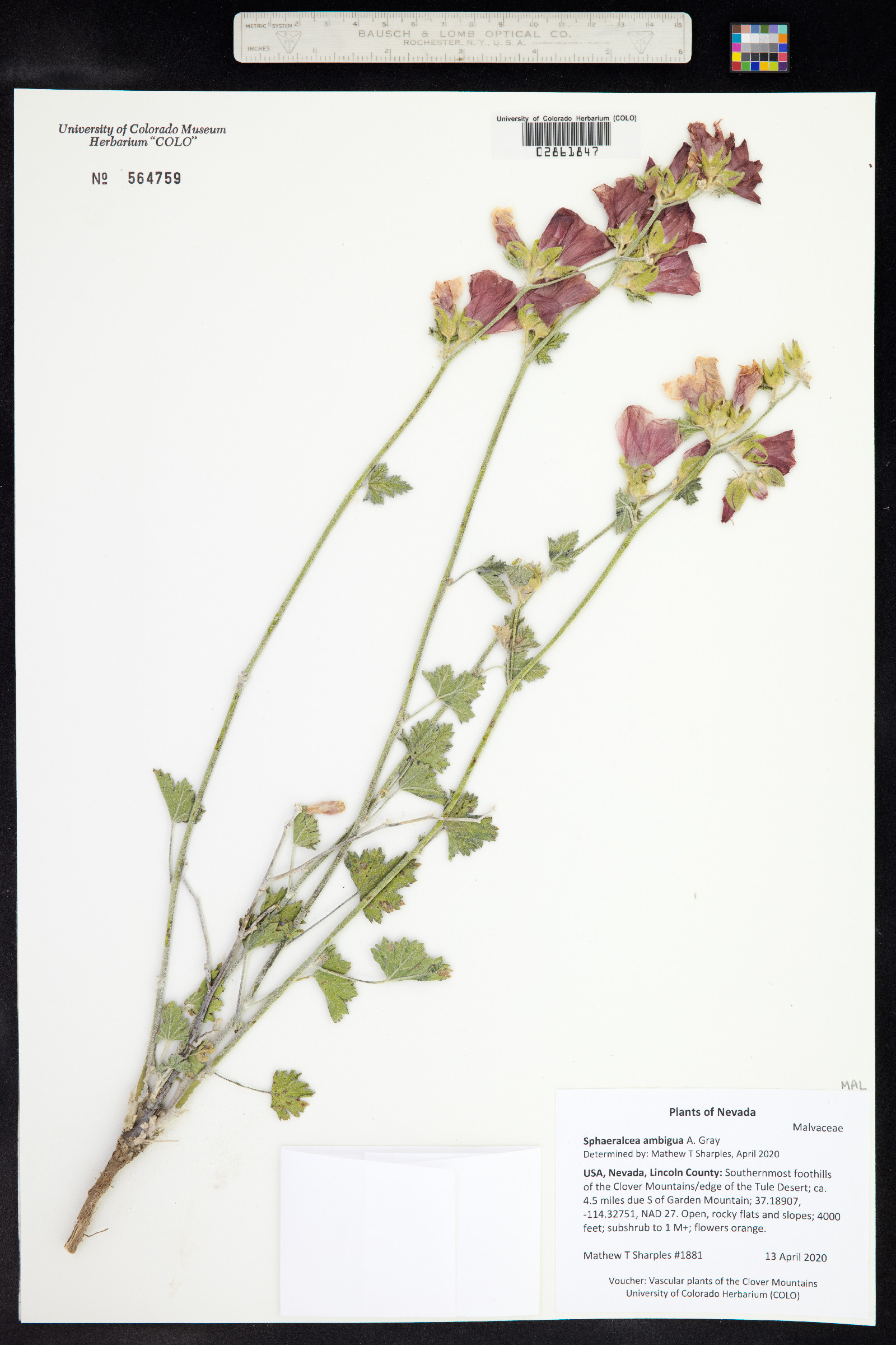 Sphaeralcea ambigua image