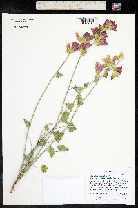 Sphaeralcea ambigua image
