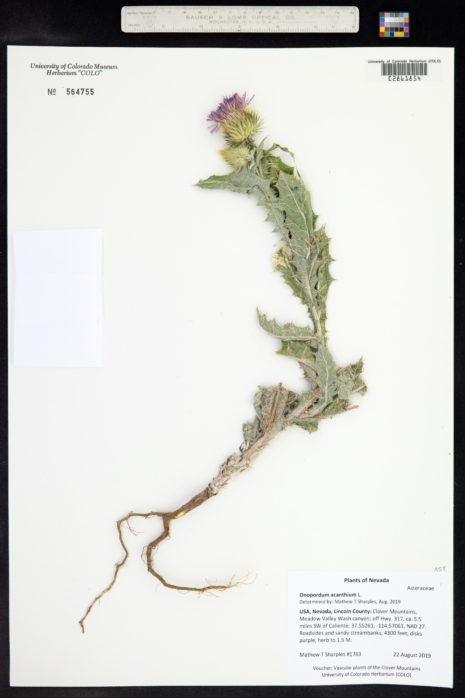 Onopordum acanthium image