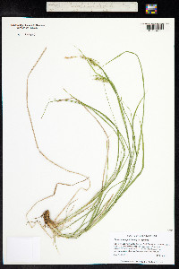 Carex sprengelii image