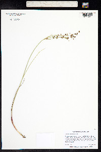 Juncus articulatus image