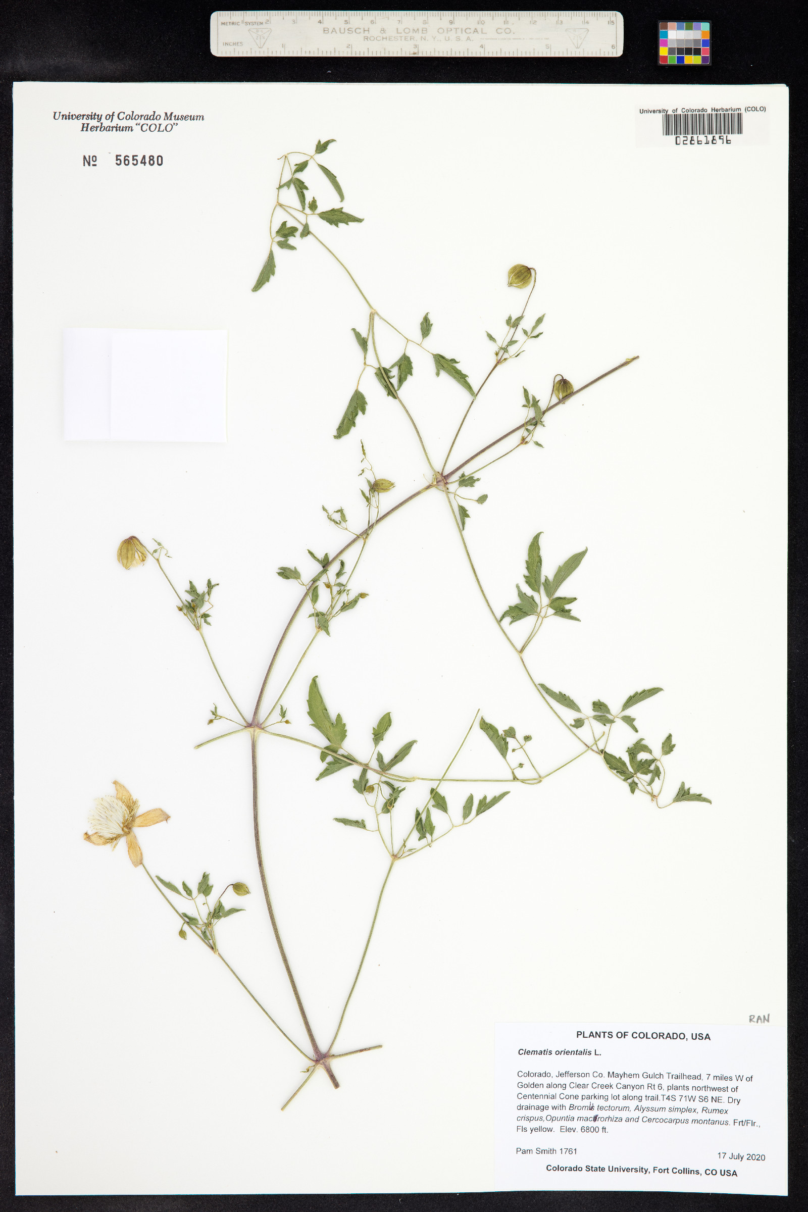 Clematis orientalis image