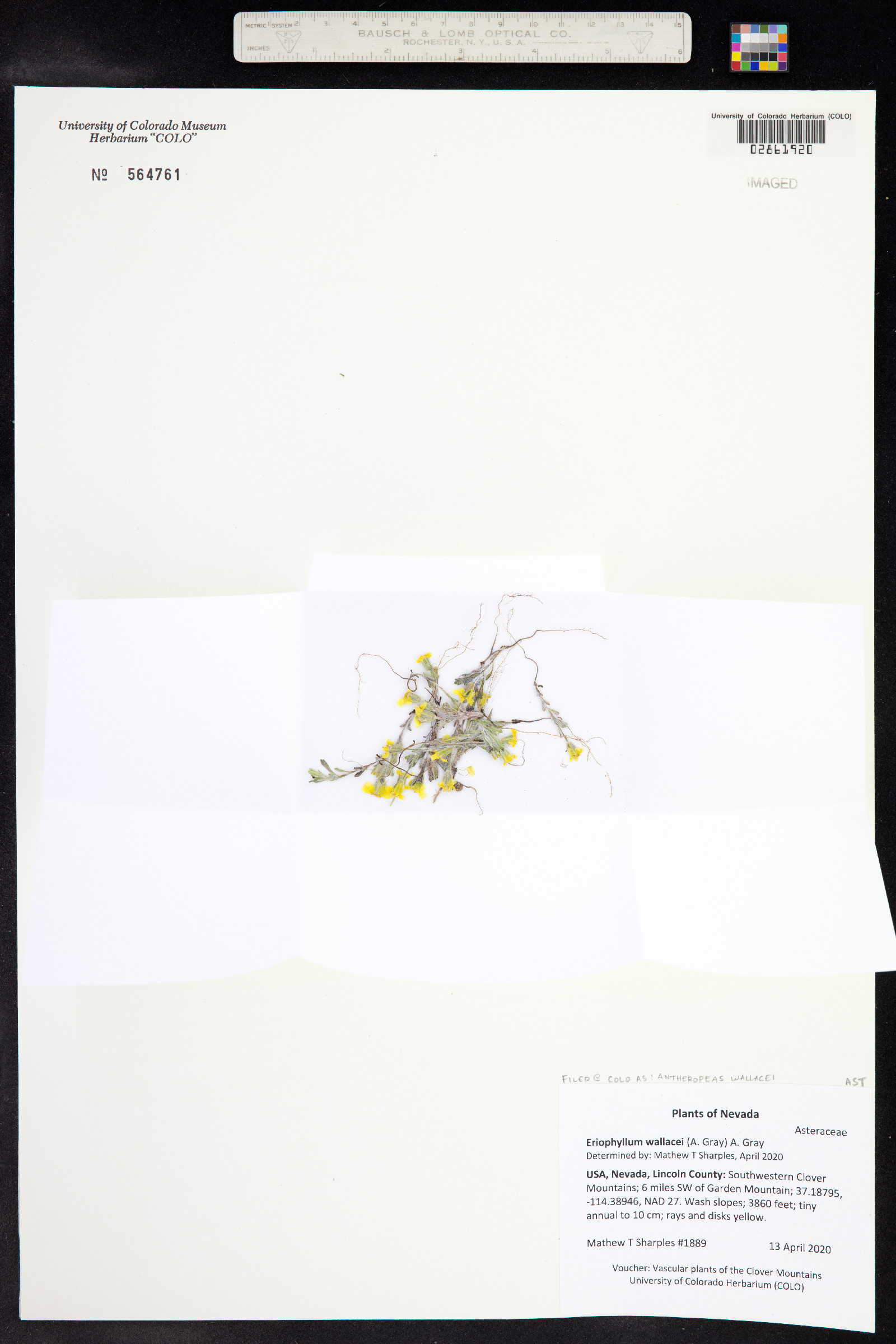Eriophyllum wallacei image