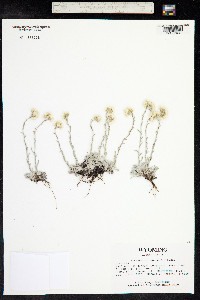 Antennaria umbrinella image