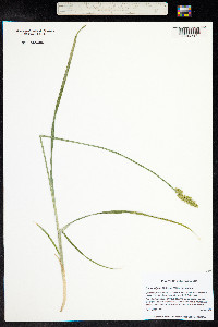 Carex stipata image