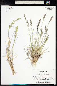 Poa glauca image