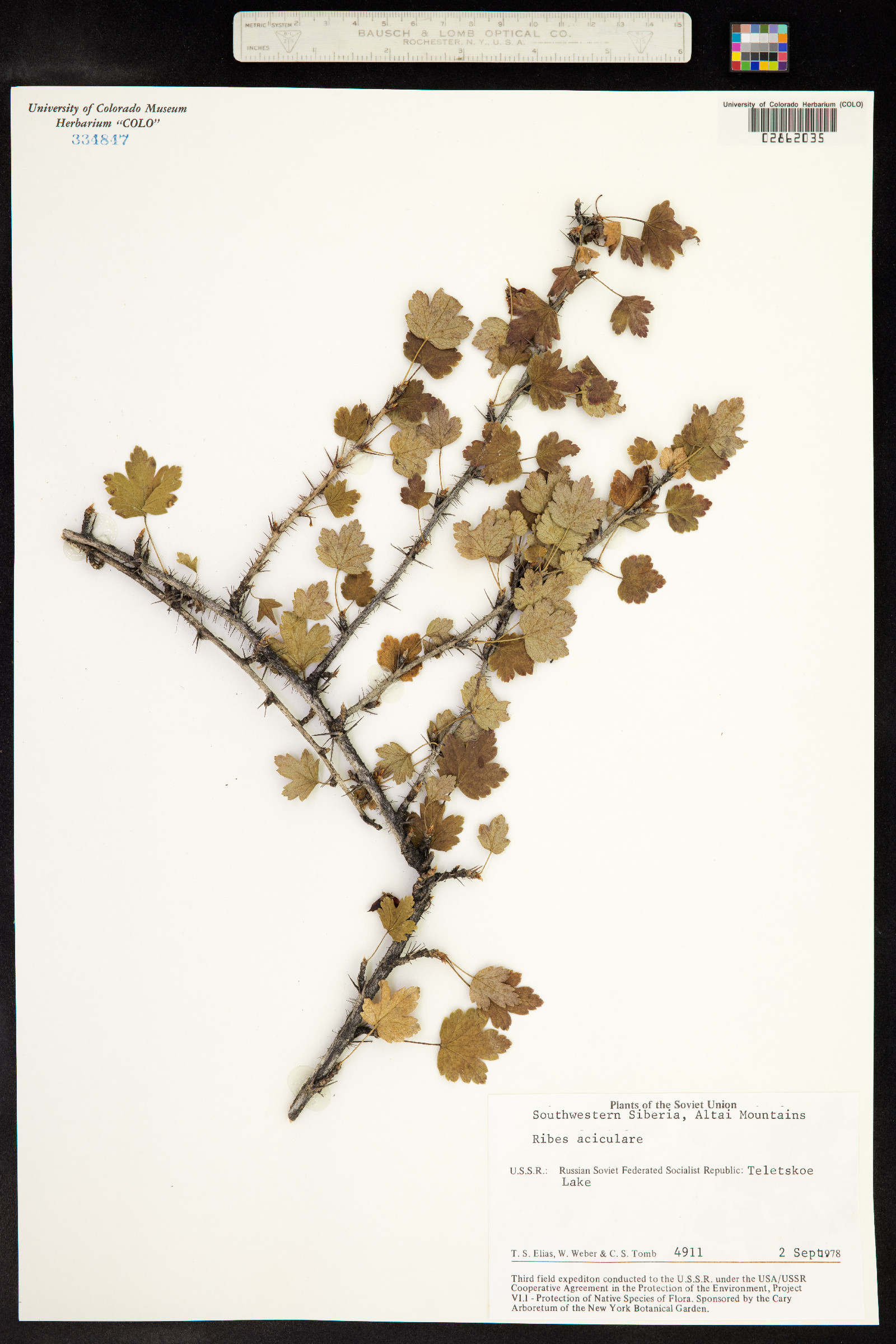 Ribes aciculare image