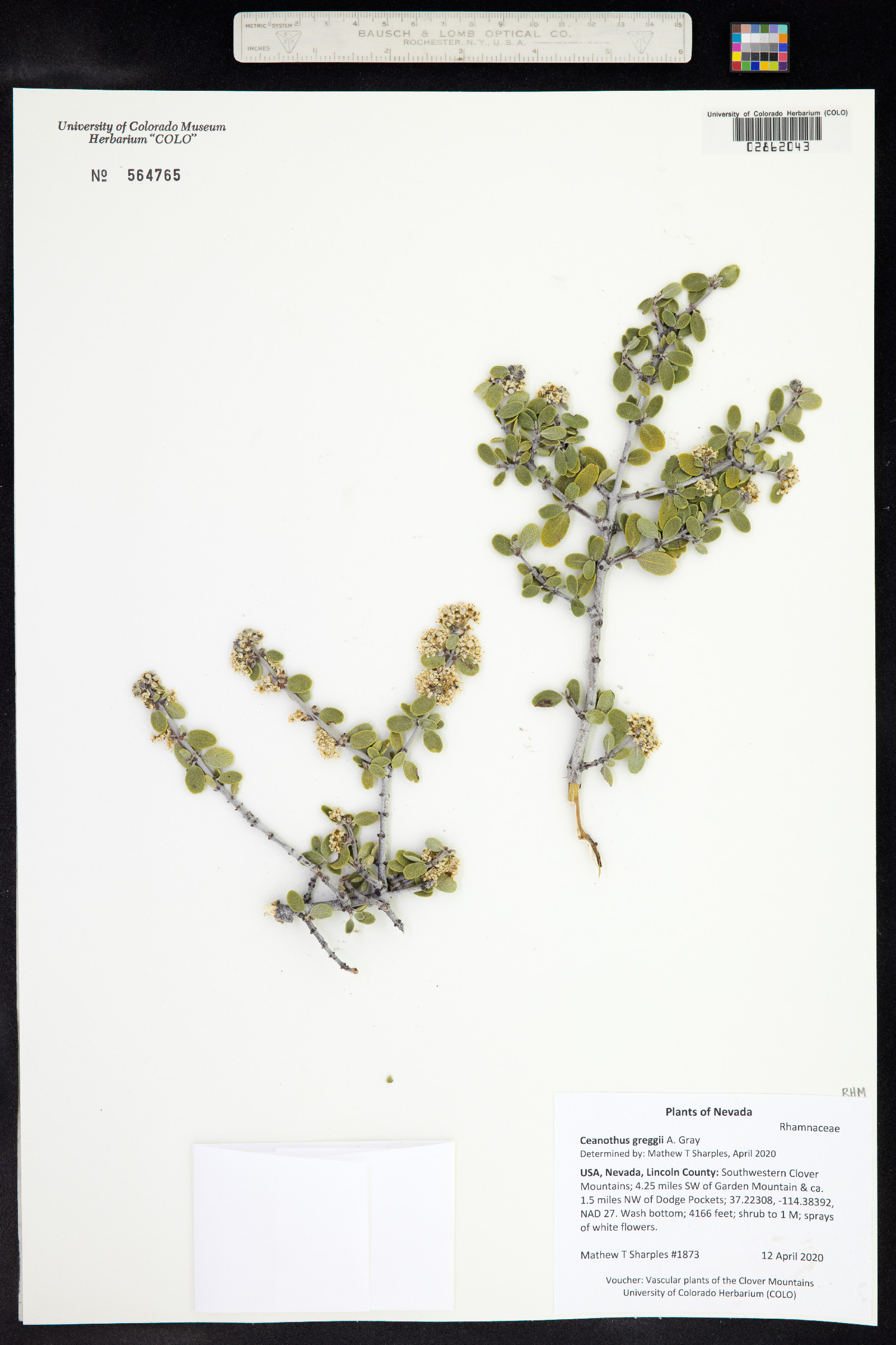 Ceanothus greggii image