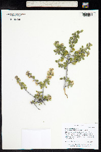 Ceanothus greggii image