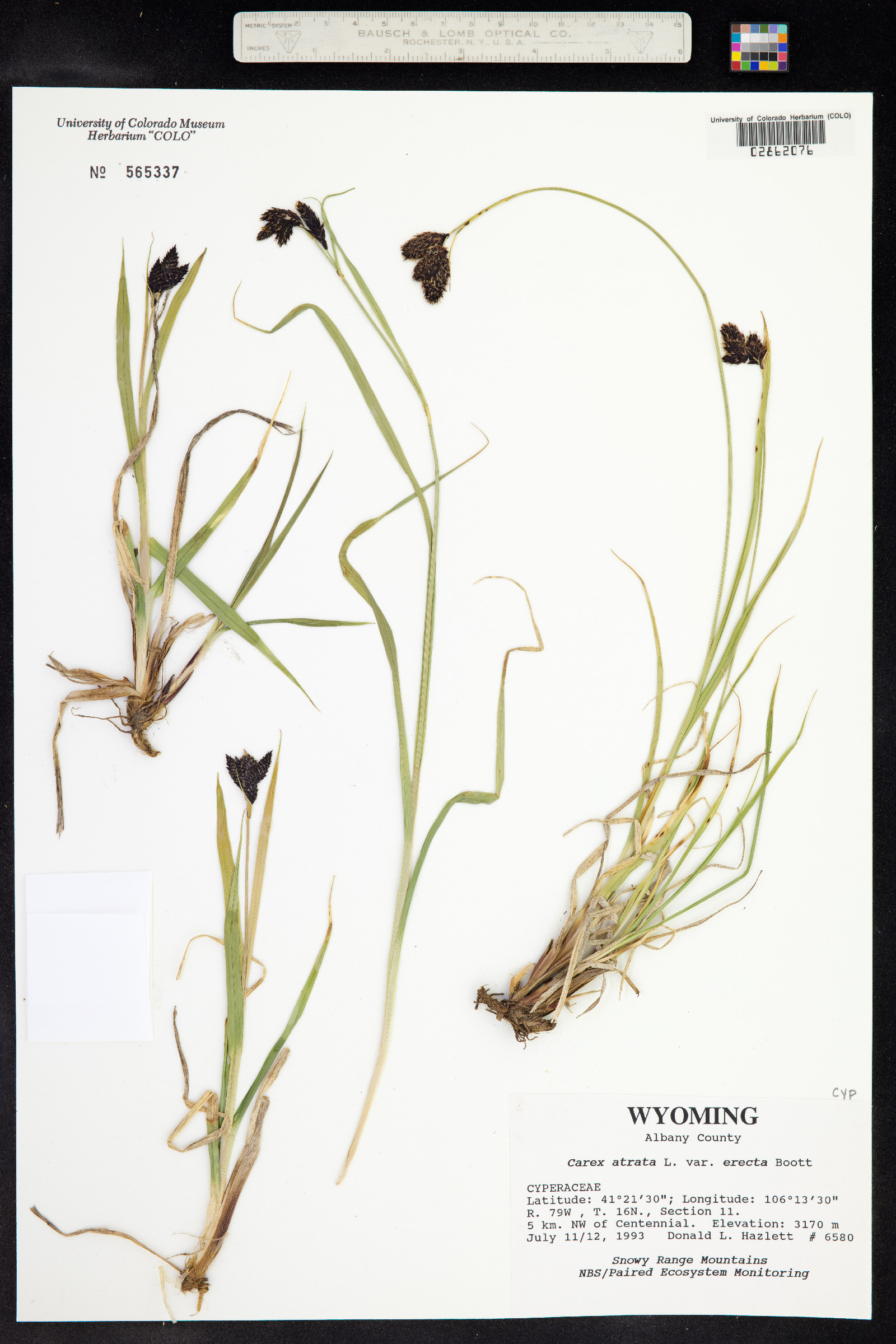 Carex epapillosa image