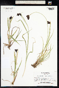 Carex atrata image