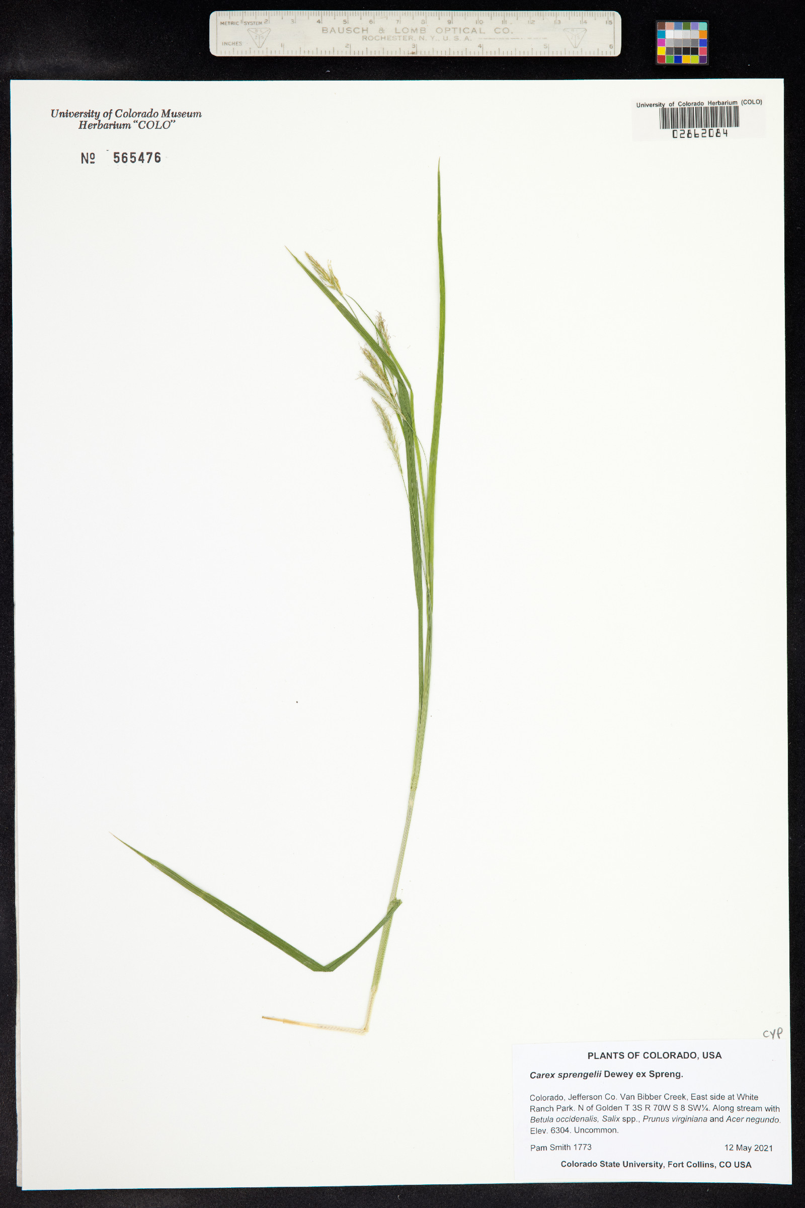 Carex sprengelii image