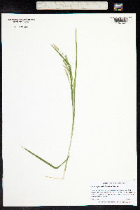 Carex sprengelii image