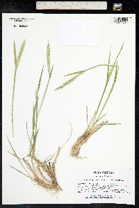 Elymus glaucus image