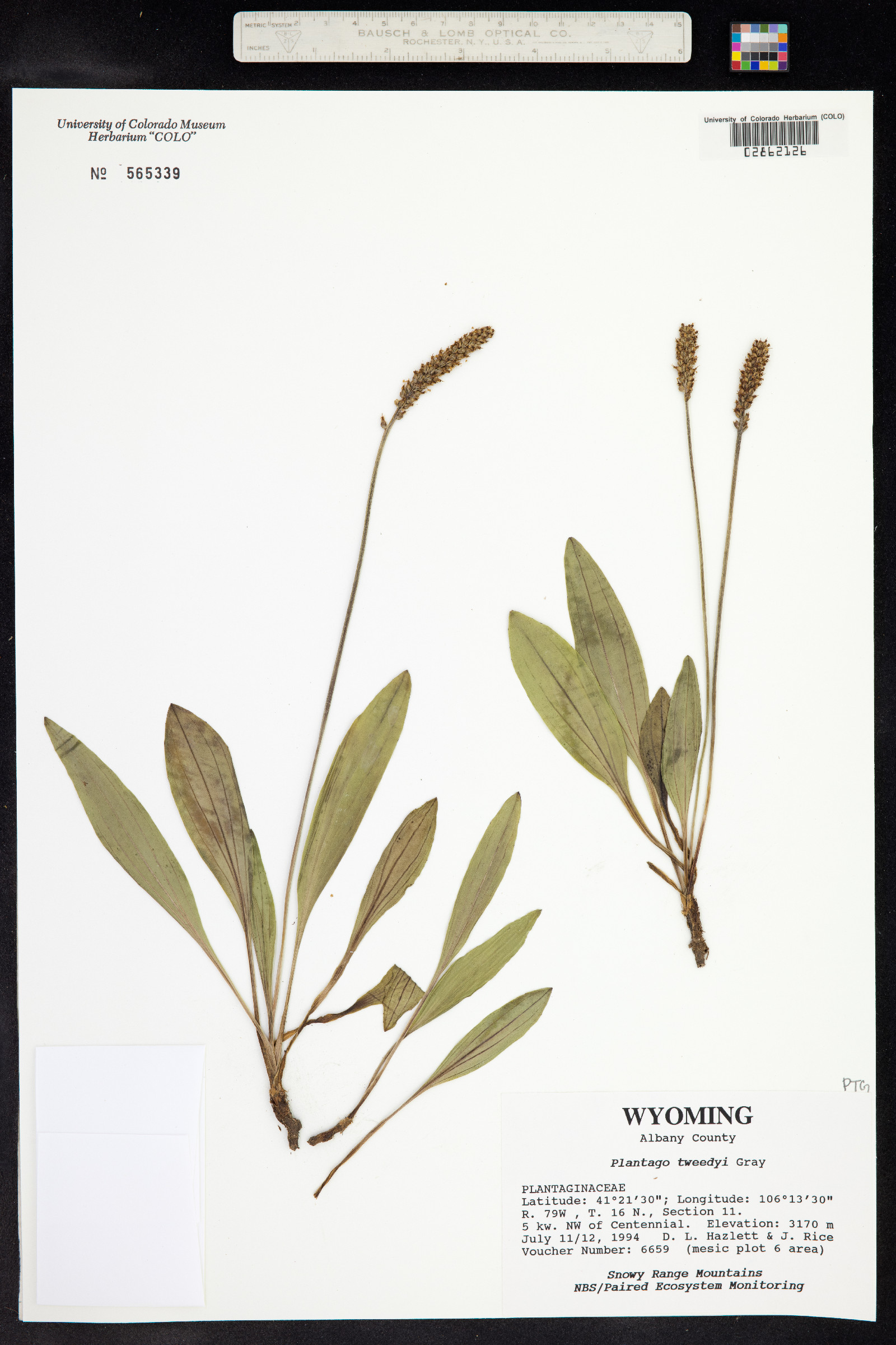 Plantago tweedyi image