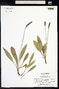 Plantago tweedyi image