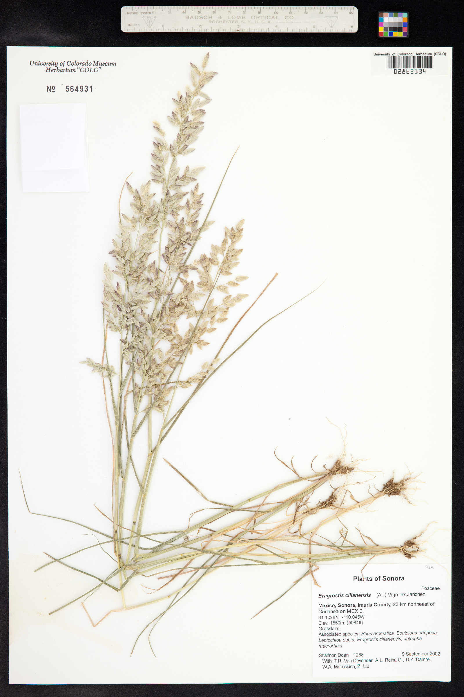 Eragrostis cilianensis image