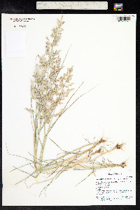 Eragrostis cilianensis image