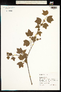 Ribes alpinum image