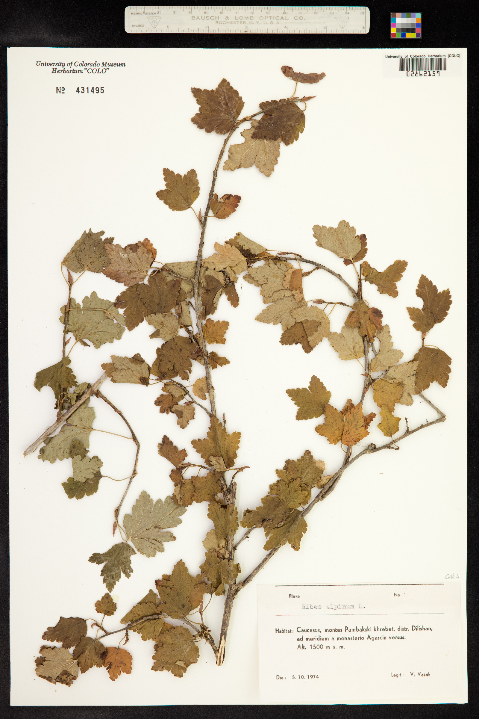 Ribes alpinum image