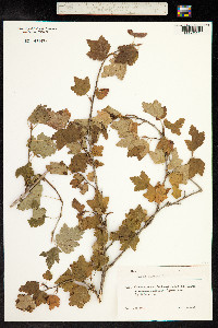 Ribes alpinum image