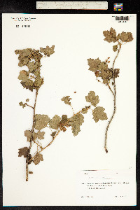 Ribes alpinum image