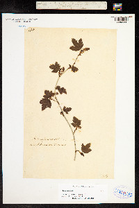 Ribes alpinum image