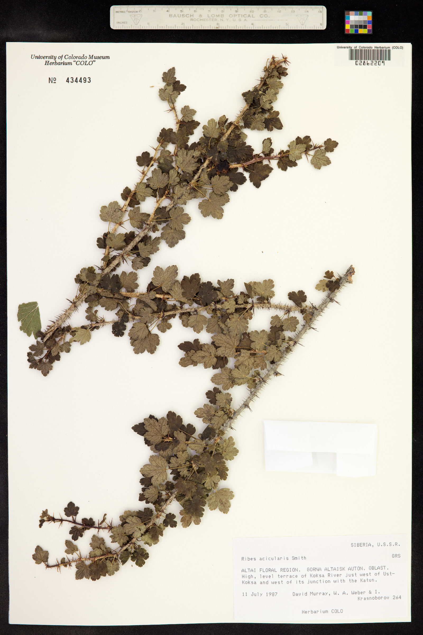Ribes aciculare image