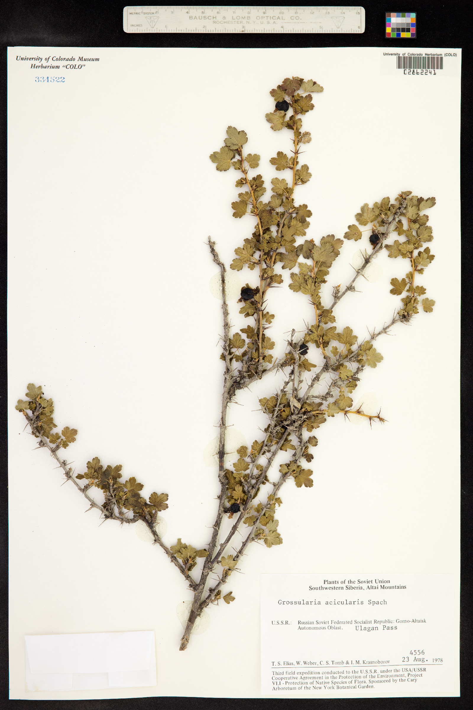 Ribes aciculare image