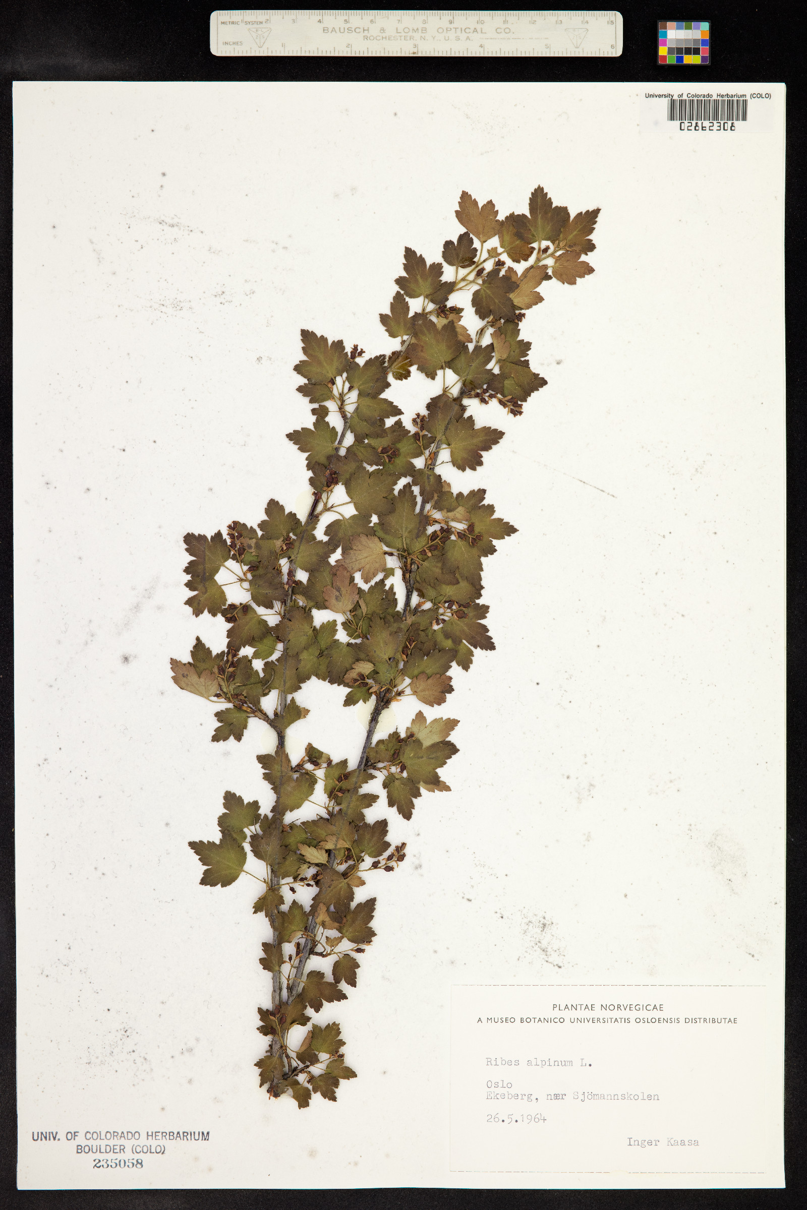 Ribes alpinum image