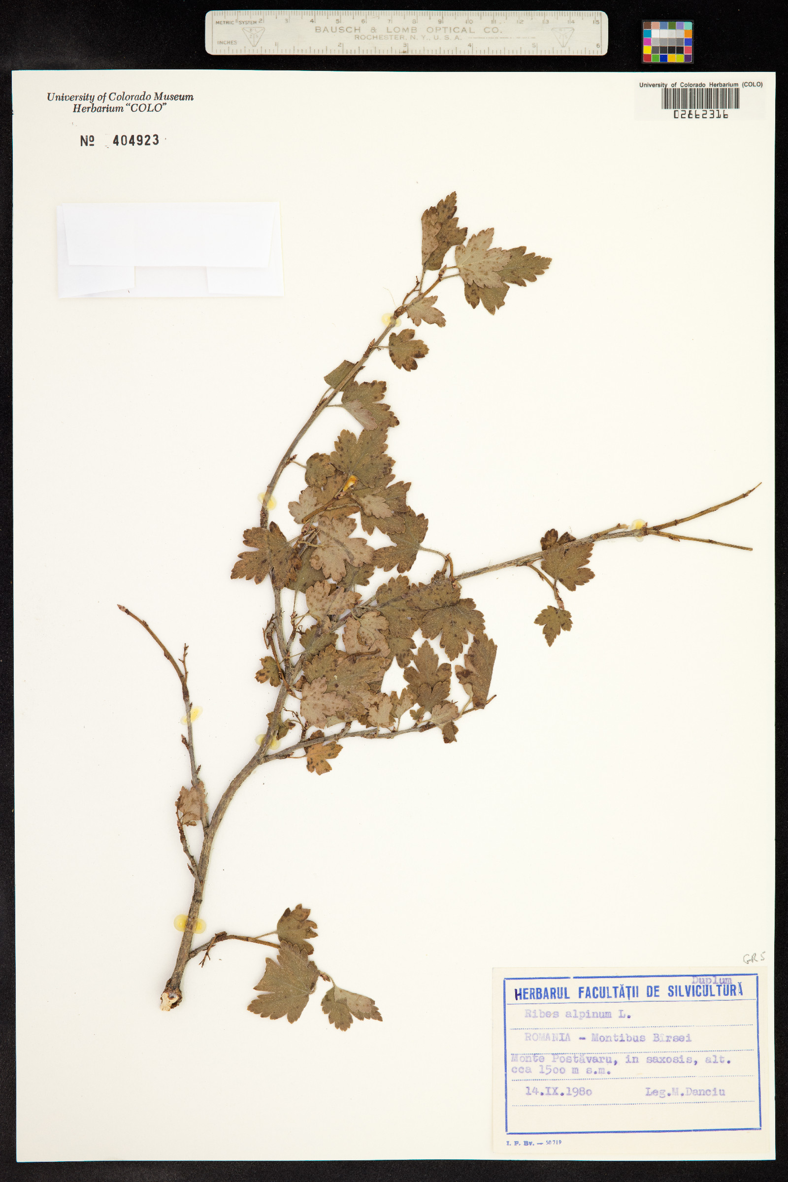 Ribes alpinum image