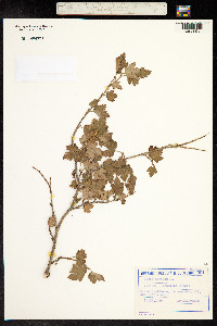 Ribes alpinum image