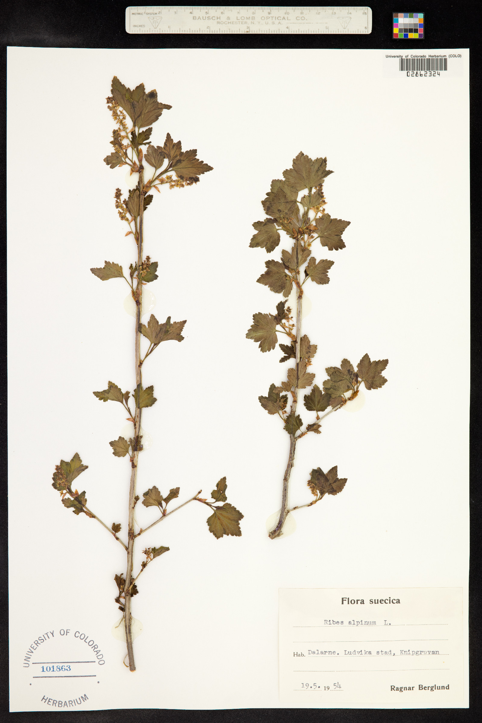 Ribes alpinum image