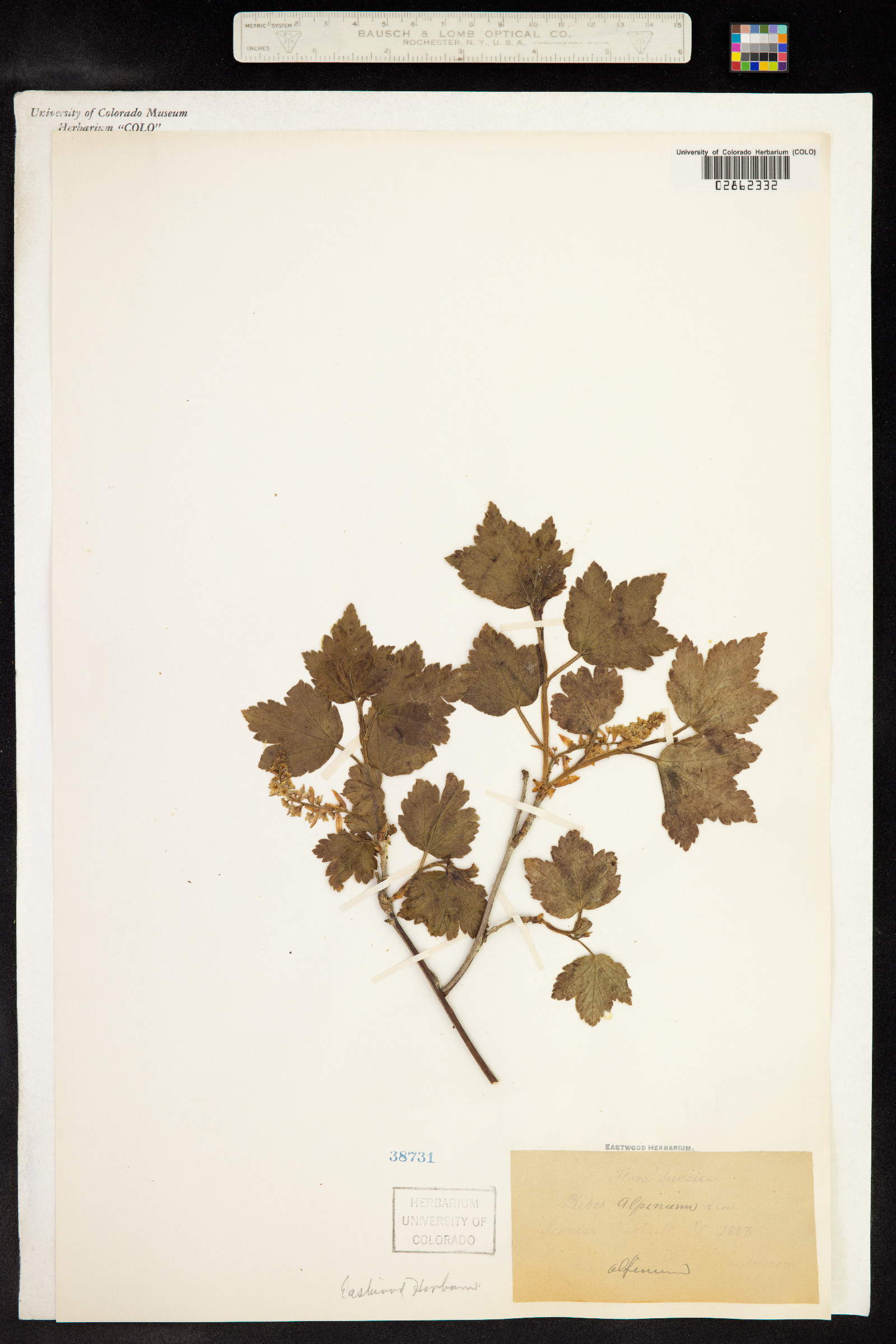 Ribes alpinum image