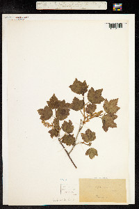 Ribes alpinum image