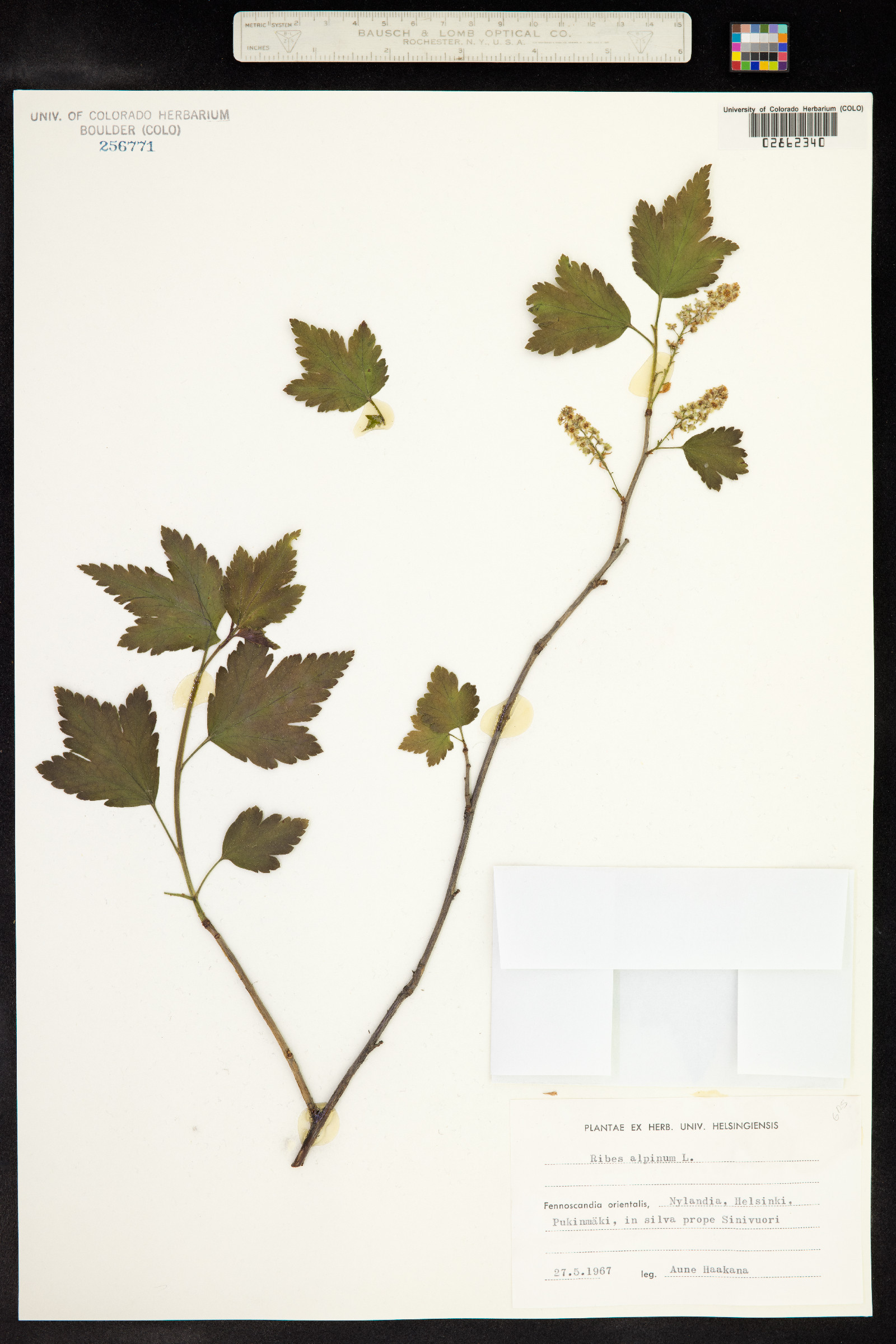 Ribes alpinum image