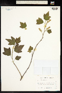 Ribes alpinum image