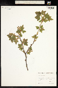 Ribes alpinum image