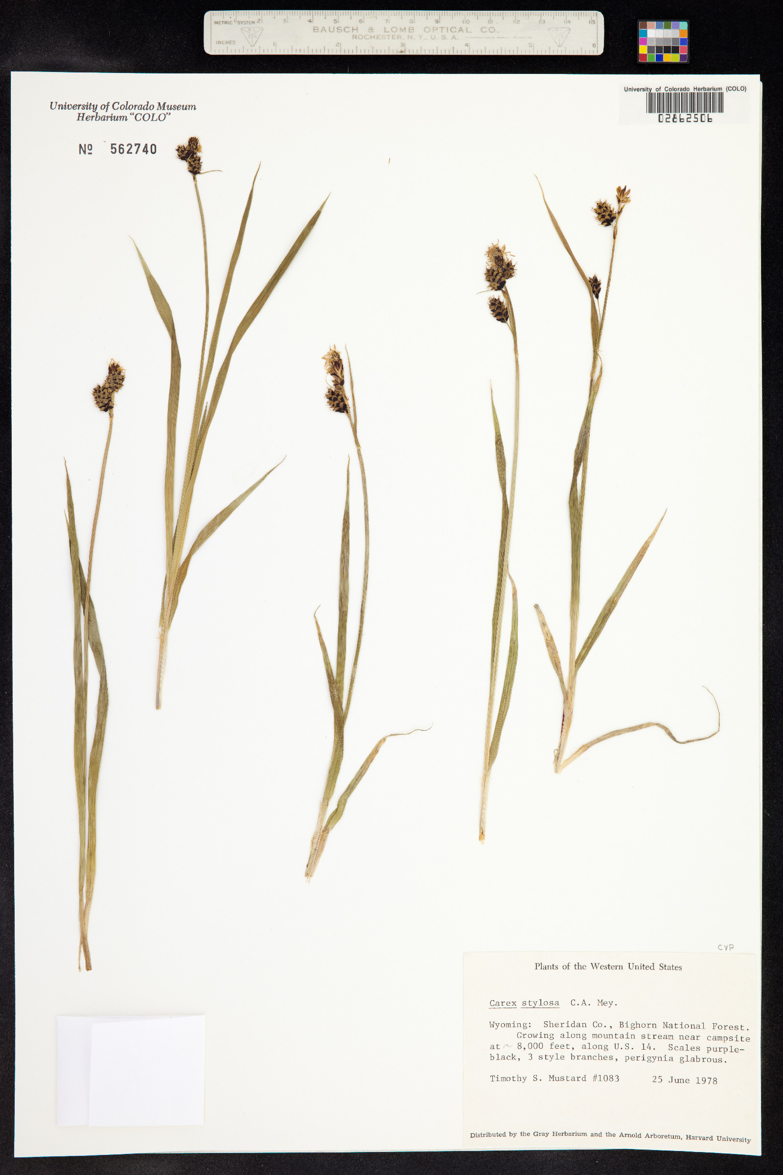 Carex stylosa image