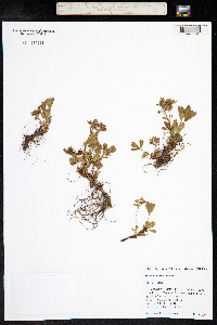 Sibbaldia procumbens image