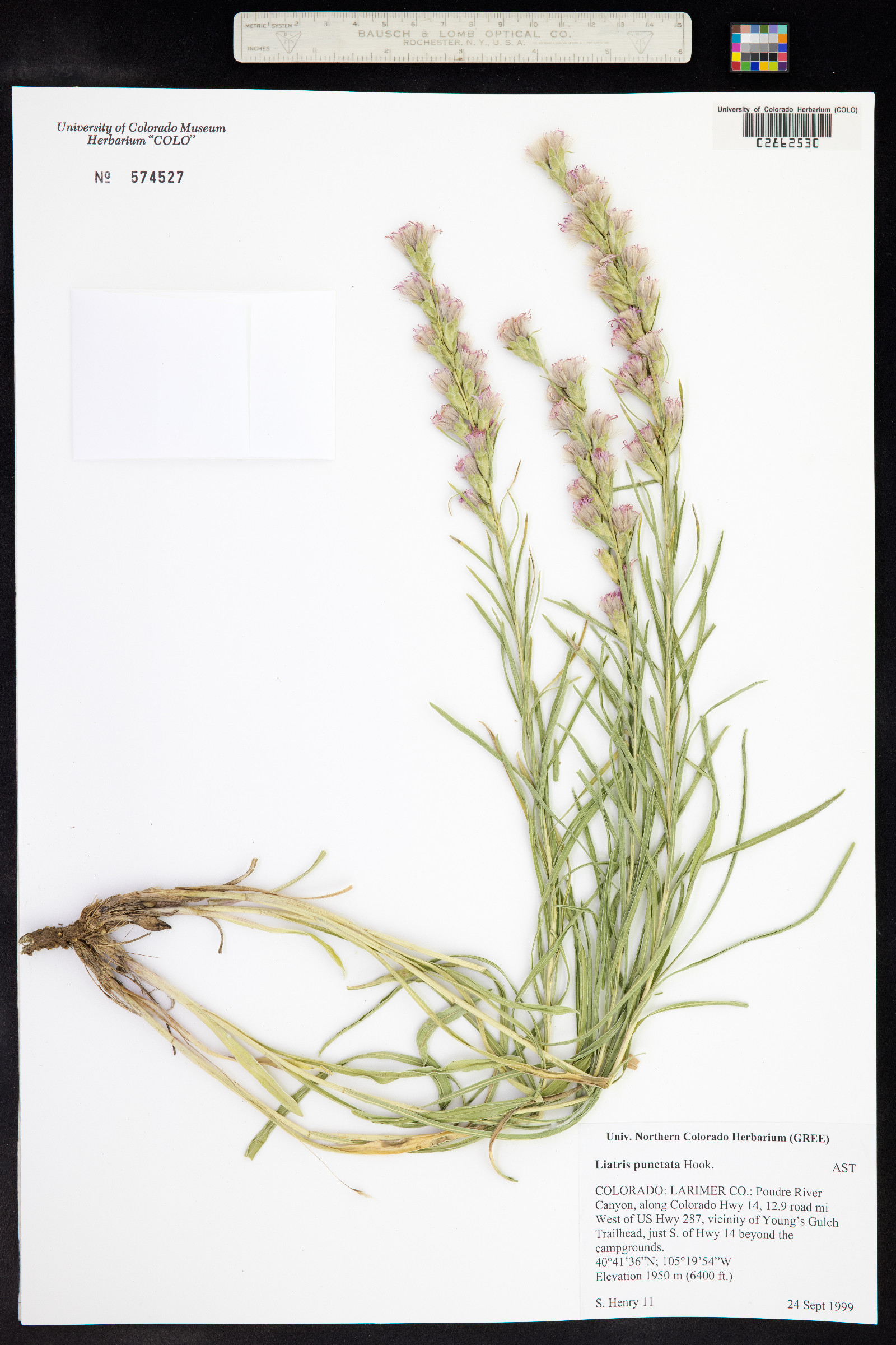 Liatris punctata image