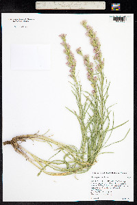 Liatris punctata image