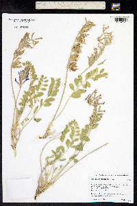 Astragalus mollissimus image