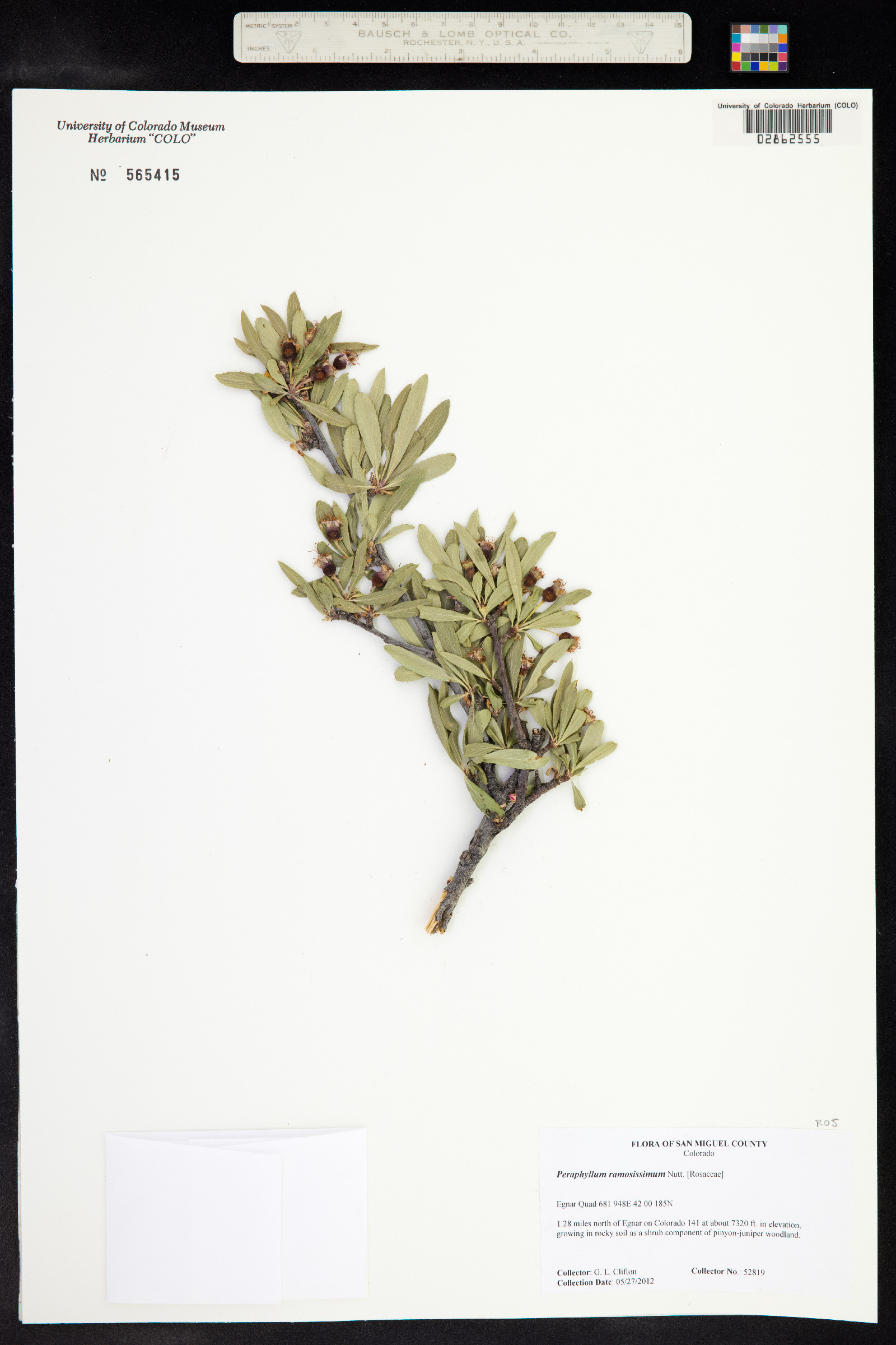 Peraphyllum ramosissimum image