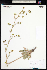 Eriogonum alatum image