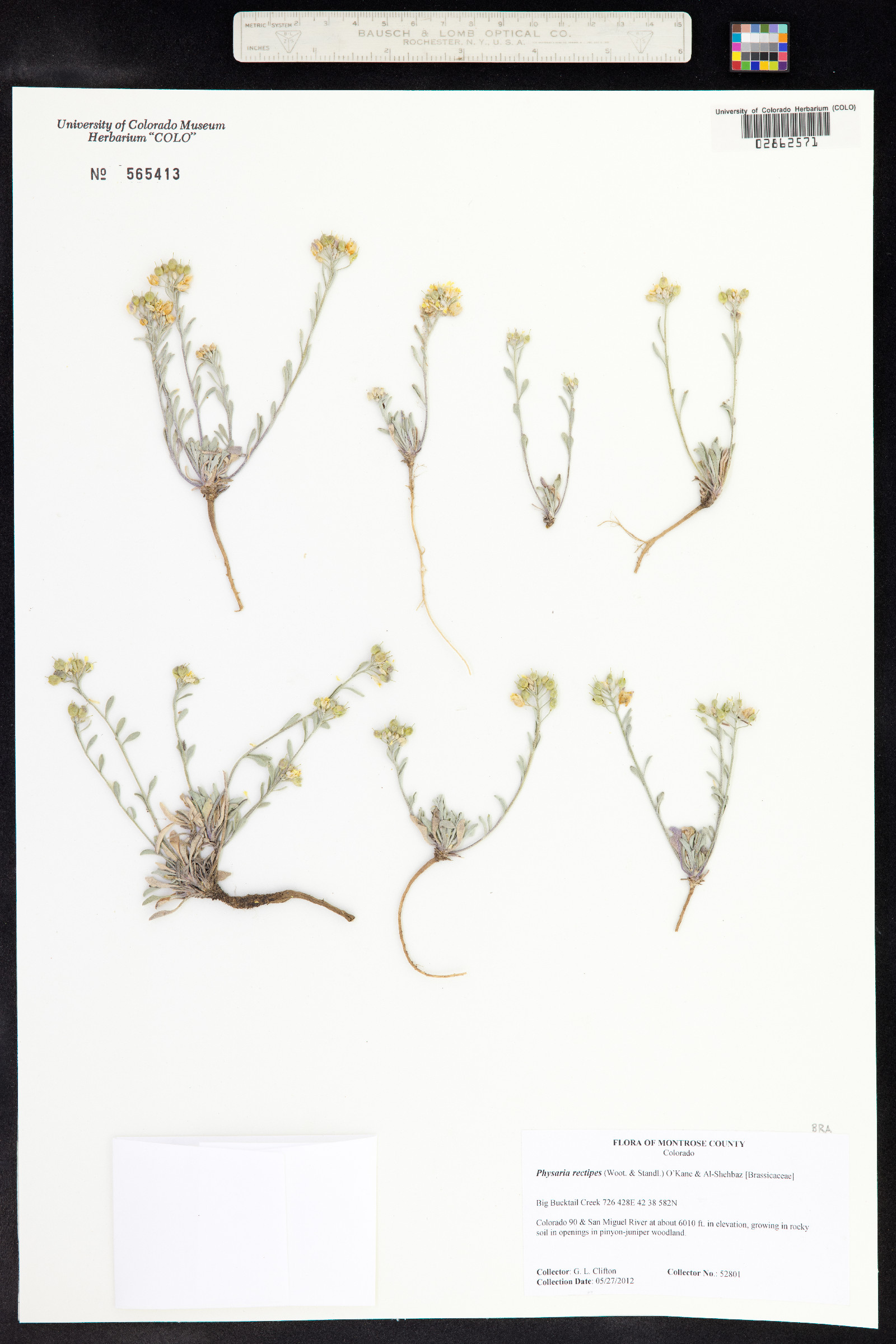 Physaria rectipes image