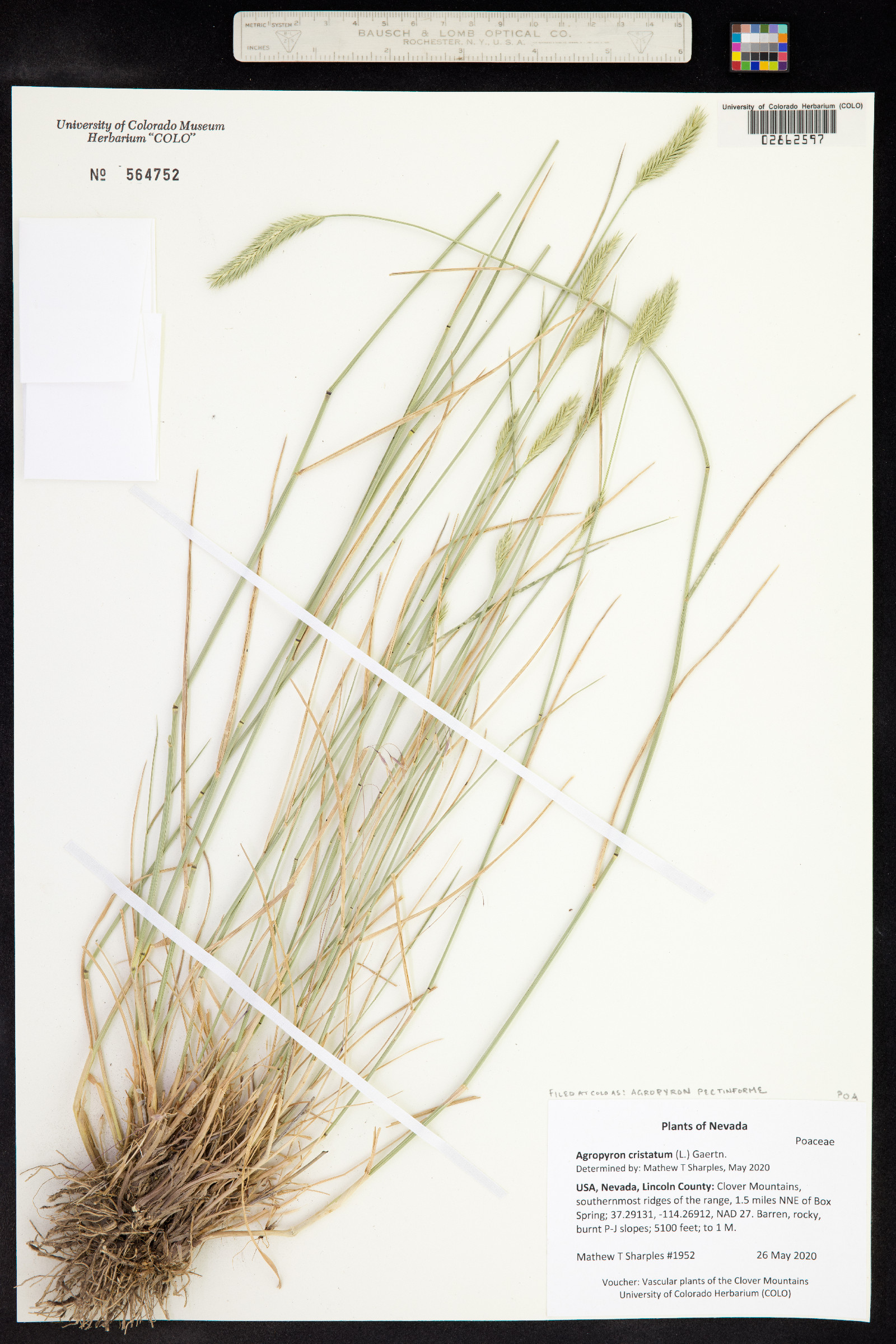 Agropyron cristatum image