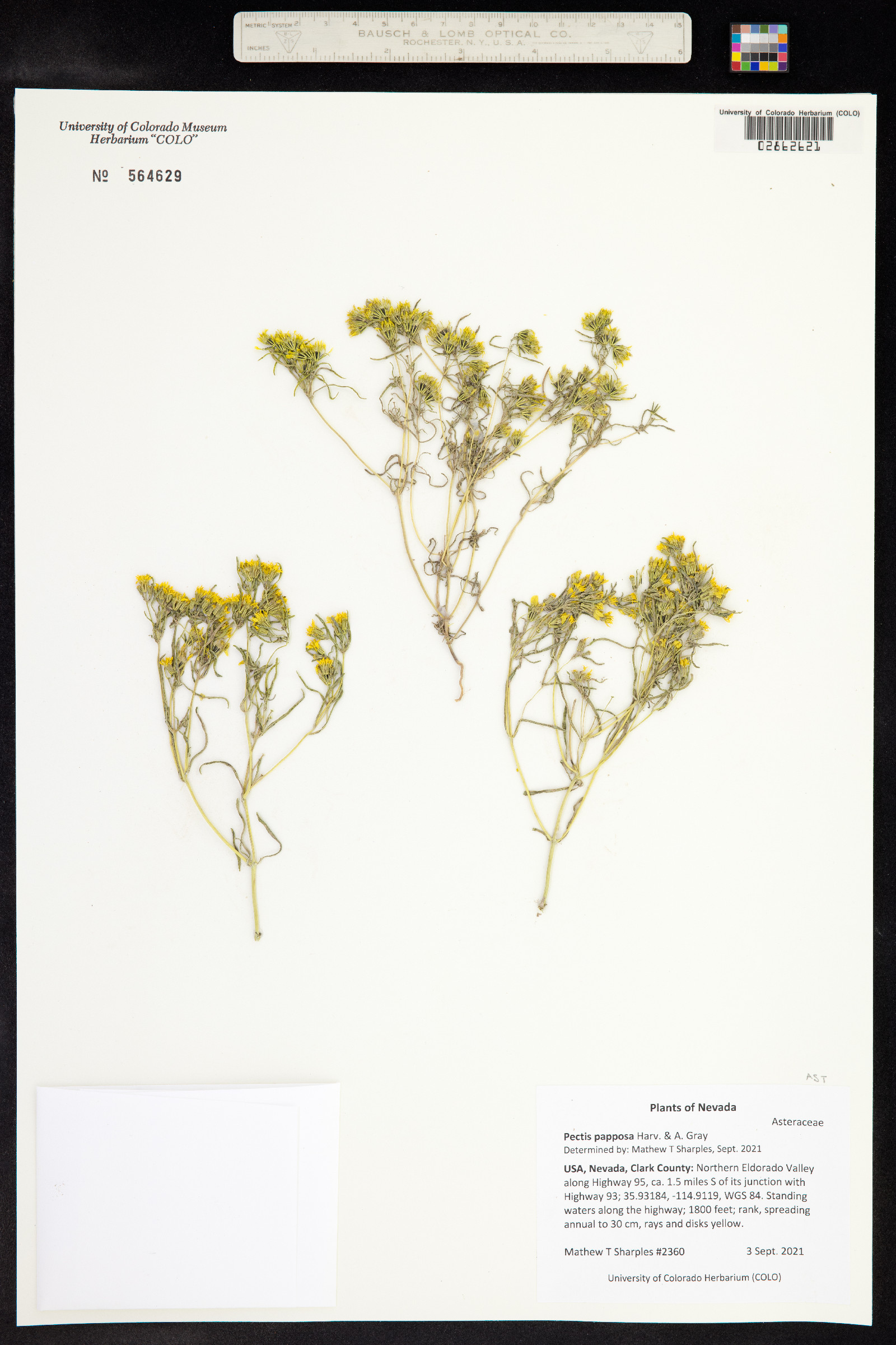 Pectis papposa image