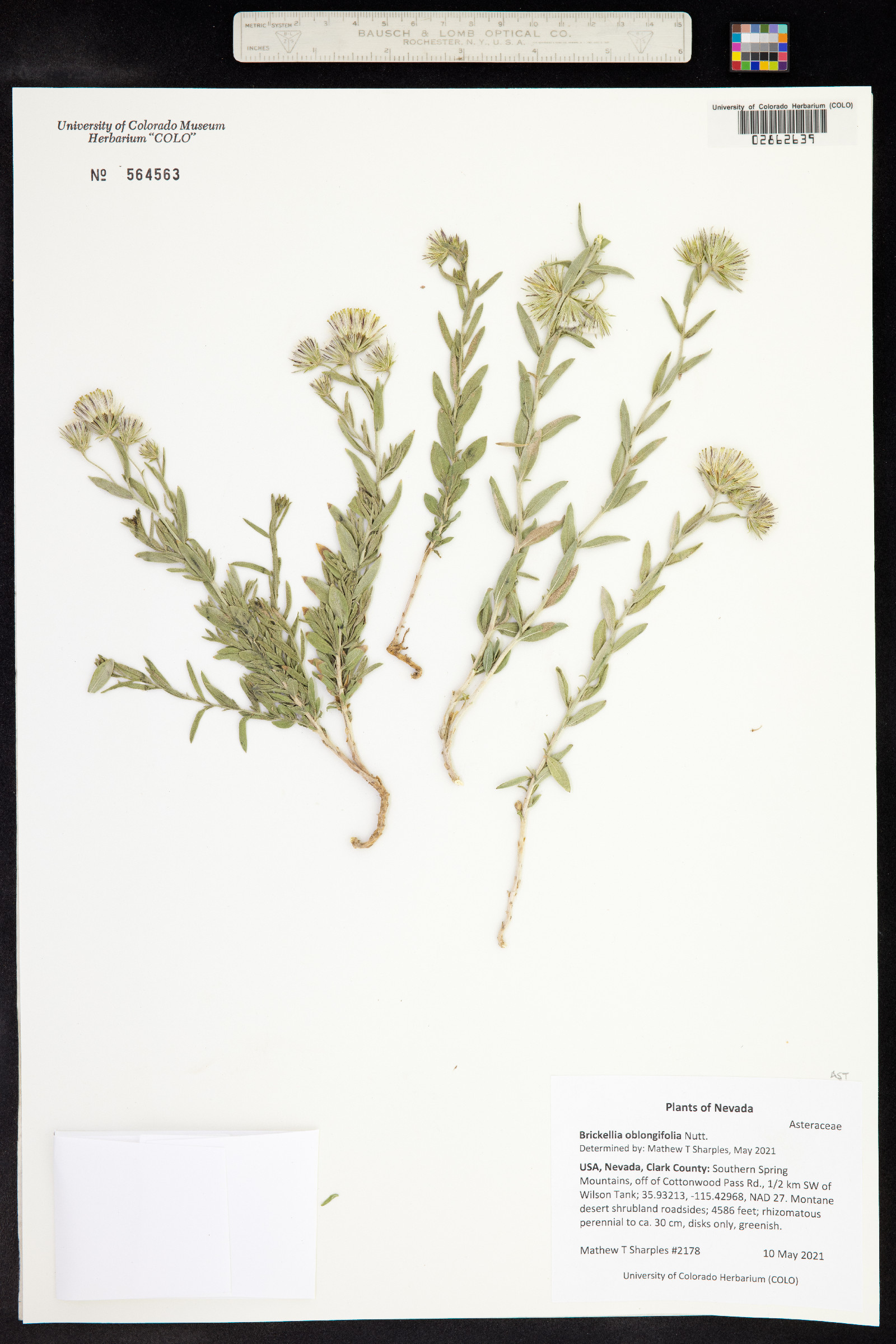 Brickellia oblongifolia image